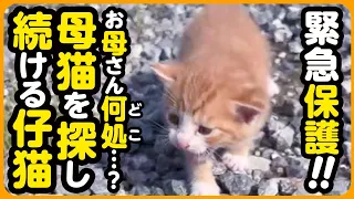 【子猫 保護】お母さんどこなの...？母猫とはぐれ、彷徨う子猫を緊急保護しました