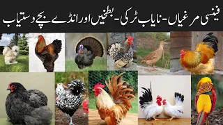 Fancy Hens | Turkey Birds | Most Beautiful Fancy Hens prices in Pakistan | Fancy hens prices