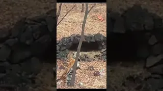 История про тигрицу