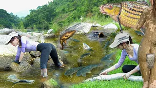 Huge wild fish nest - Beautiful girl survival and catches fish, bushcraft shelter skills