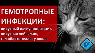 Гемотропные инфекции кошек в Москве (иммунодефицит, лейкемия, микоплазма)