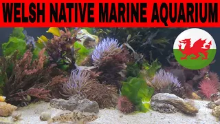 Welsh Native Marine Aquarium