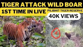 Tiger Hunting Wild Boar‼️ बाघ ने किया जंगली सूअर का शिकार Pilibhit Tiger Reserve Day 1