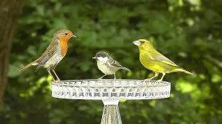 Birds at The Bird Bath Day