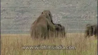 Copulating giants: Elephants mating in the wilderness