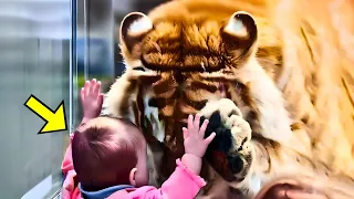 Tiger Kept Bowing To Their Kid - Then Parents Discover The Shocking Reason!