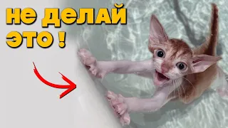 20 вещей, которые НЕЛЬЗЯ ДЕЛАТЬ С КОШКОЙ!