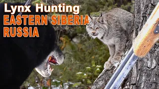 Lynx Hunting in Eastern Siberia - Russia // Chasse au Lynx en Sibérie de l'est - Russie // 2020