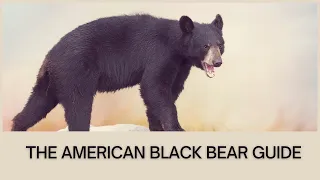 The American Black Bear Guide