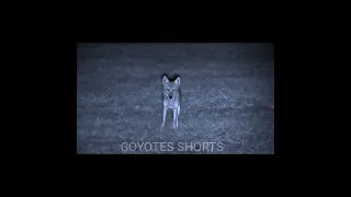 Hunting coyote || coyote shorts || shorts #071