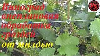 Виноград Юпитер доп.обработка после цветения милдью
