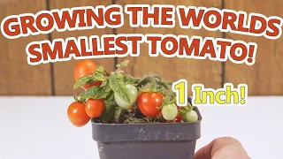 The Worlds Smallest Tomato Plant ( Tomato Tom )