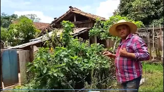 NUNCA FOI CASADO MORA SOZINHO NO SITIO FELIZ DA VIDA NO ENTRE ANIMAIS PLANTAÇÕES ,