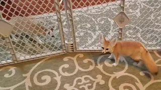 Fennec Fox Sisters are REUNITED after 6 Months!!  (Part 2 of 3)