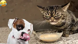 Funny animals  - Funny cats / dogs  - Funny animal videos 2023  - Part 47 / Happyy Pett