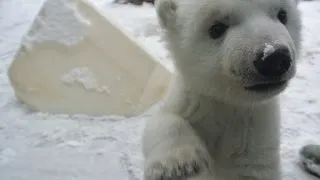 Watch a polar bear cub's first time playing in snow