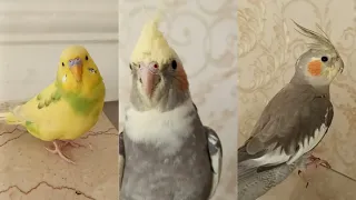 The stars of this video are two cockatiel and a budgie ❤️