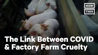 Humane Society on COVID-19 & Factory Farms Correlation | NowThis