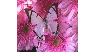 ✨🦋Butterfly Spiritual Meaning 🦋✨