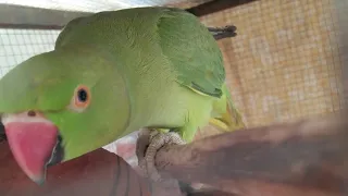 How i Know My female Parrot is pregnant| Hurrah! My Breeder Female ready to lay egg 2nd clutch