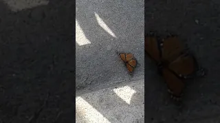 A butterfly is Helping another butterfly