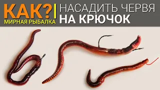 Как правильно насадить червя на крючок для ловли на фидер?