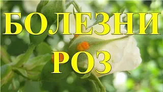 Болезни роз и методы лечения