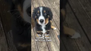 My Puppy Has a Message for Your Best Friend | SEND THIS TO YOUR BFF 😂 (Audio Credit: adrioxas on TT)