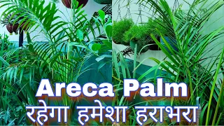 Secret For Lush Green Areca Palm/Arecapalm care indoor/How To Water Properly/Brown Leaves solution