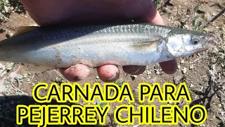 CARNADA PARA PEJERREY CHILENO | MASA DE HUEVO PARA PEJERREY