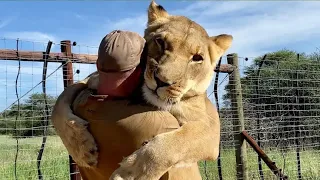 Man Saved a Dying Lion Cub... Years Later What Happened Will Melt Your Heart.