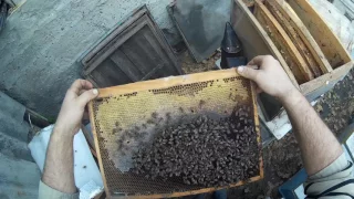 Осень! Пересадка пчёл в ульи!