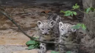 Тройка снежных барсят прячется от зрителей