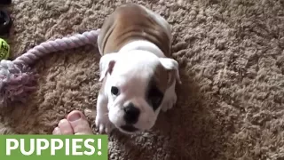 Angry little bulldog throws a hissy fit