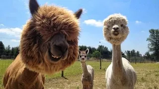 Alpaca Spitting - Funny and Cute Alpaca & Llama Videos Compilation