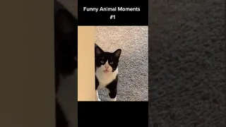 Best Funny Cats 😹 And Dogs 🐶 Videos - Try Not To Laugh