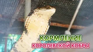 Кормление королевской кобры King Cobra eats snakes