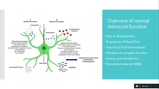 Astrocytes - for beginners