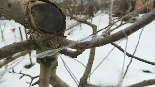 сад напередодні весни