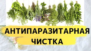 Моя Антипаразитарная Чистка и ее Результаты. Список Самых Мощных Антипаразитарных Трав