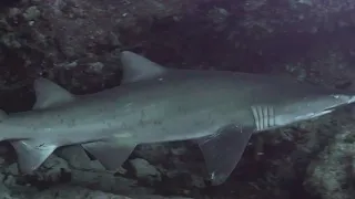 FUFF Wadjuk Grey Nurse Sharks