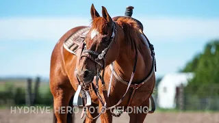 Hydrive Hero AQHA Gelding Legend Buttes Horse Sale