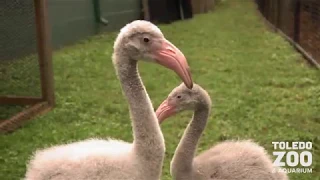 Baby Flamingo Chicks! | Toledo Zoo