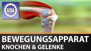 Trailer - Bewegungsapparat - Knochen & Gelenke - Biologie - Schulfilm