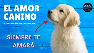 Por estas razones DEBERÍAS tener un perro como mascota