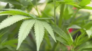 The push for legalization of marijuana in South Carolina