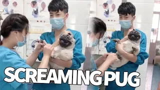 Pug Screams Hysterically While Receiving Manicure