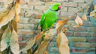 Beautiful Green Ringneck Parrot Sweet Voice