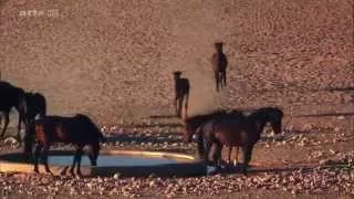 NATUR-DOKU: Afrikas  Wilder Westen  -  Die Namib (HD)