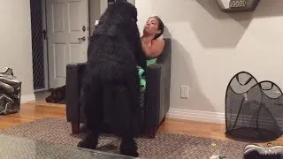 Massive Newfoundland thinks he's a lap dog